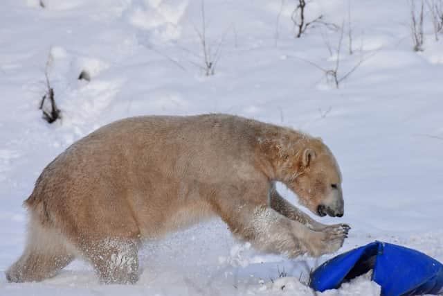 The wildlife conservation charitys polar bears are part of the European Endangered Species Programme (EEP), which is working to safeguard the vulnerable species from extinction and highlight the plight of polar bears in the wild.