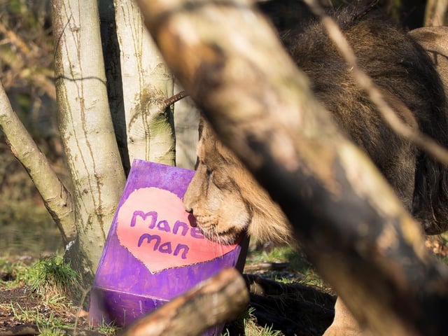 Roberta was chosen as the best match because of her genetic characteristics. It is vital to conserve the genes of the species, enabling future generations to be reintroduced to the wile. Pictures: RZSS/Sian Addison