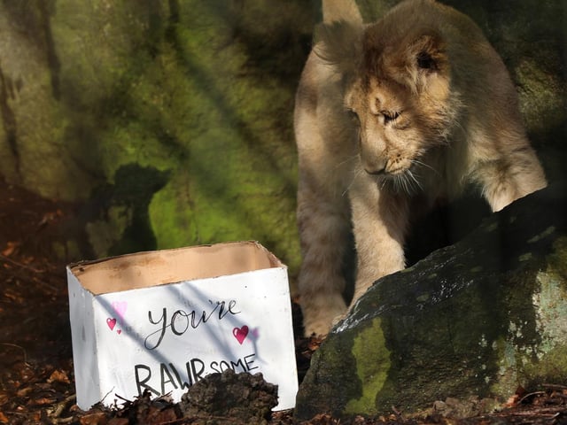 The family are part of the European endangered species programme for the Asiatic lion. Picture: RZSS/Sian Addison