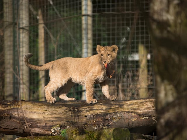 Following a public poll in November, the wildlife conservation charity named the youngsters Mitaali, Keshari and Kushanu in tribute to the Gir forest in western India where the endangered species is found. Picture: RZSS/Sian Addison